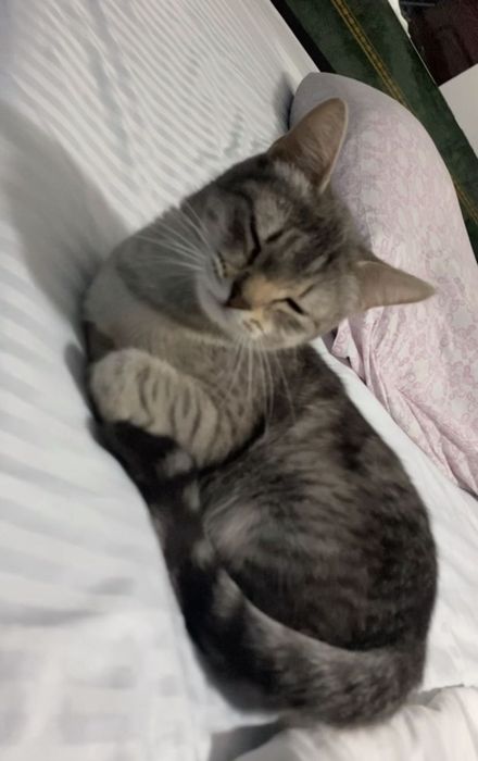 Домашняя кошечка