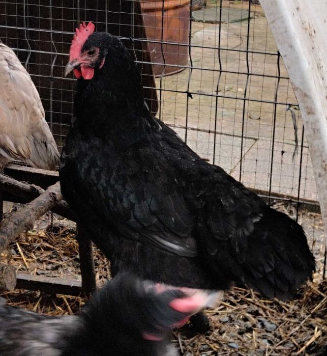 Cocoși 10 luni talie medie