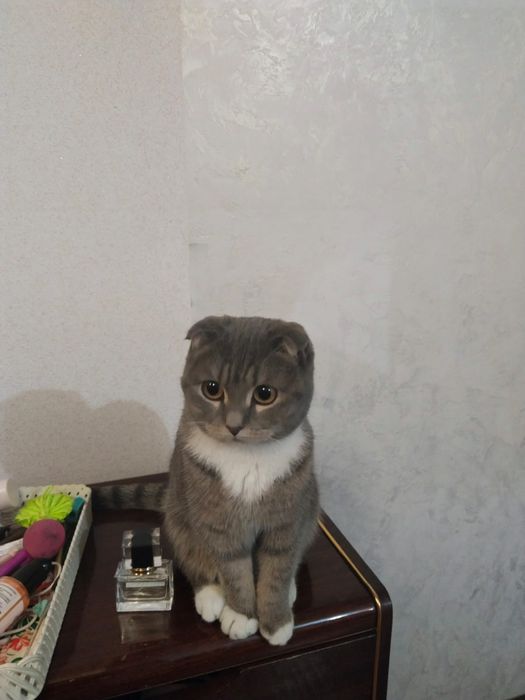 отдам кошечку в хорошие руки