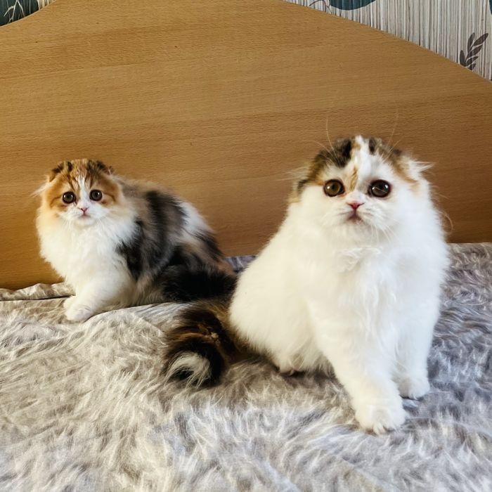 Две шотладкие девочки .