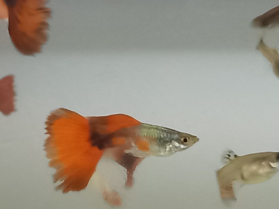 Продам гупи петушков