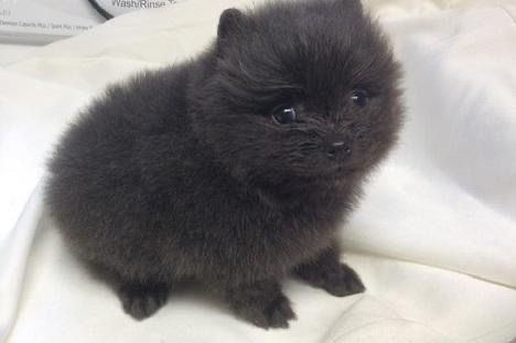 продаются щенки шпицы