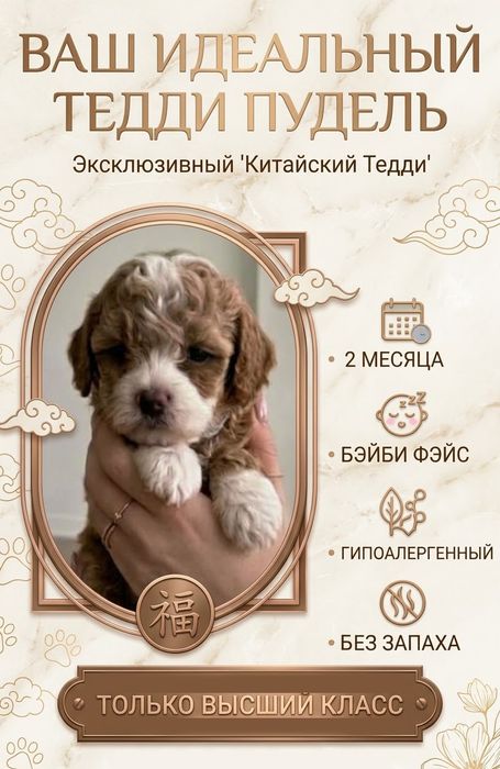 Тедди пудель, Китай.