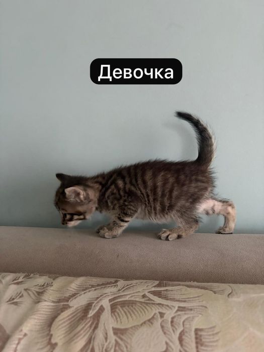 Отдам котят в хорошие руки!