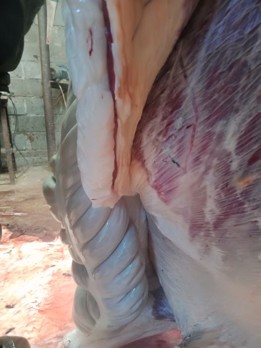 Продам жырных лошадей