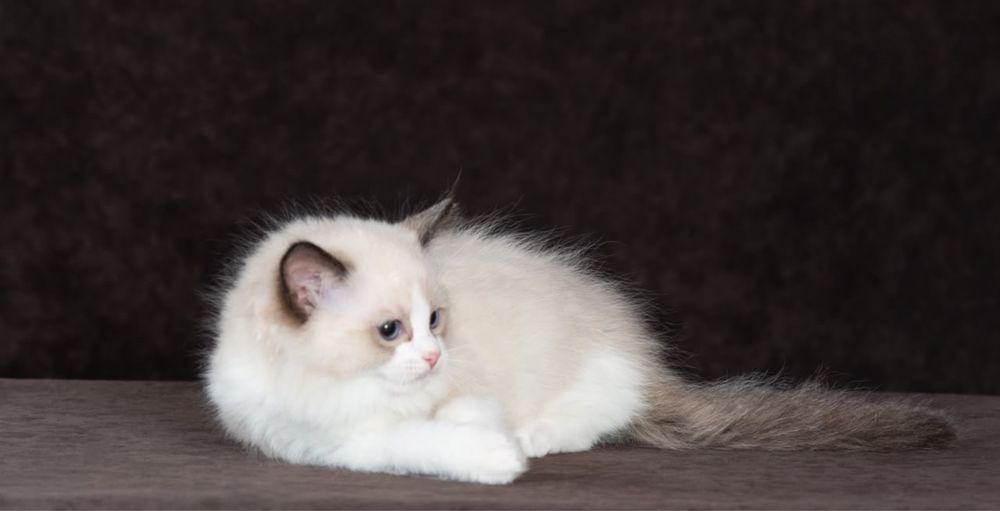 Котята породы регдолл