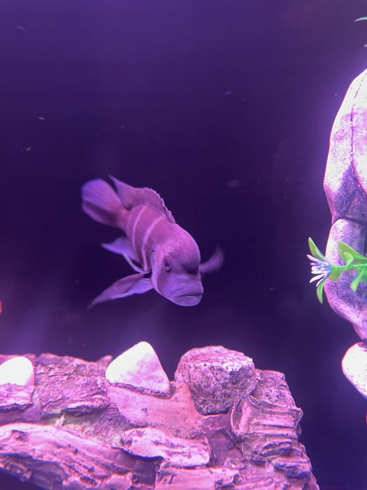 Фронтоза пара рыбки