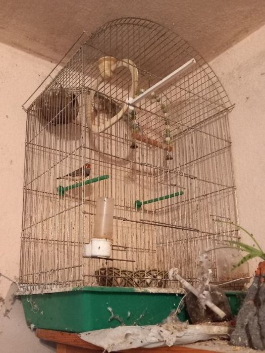 Мъжка амадинка (финка) с голям кафез