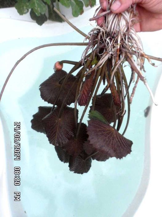 аквариумные растения