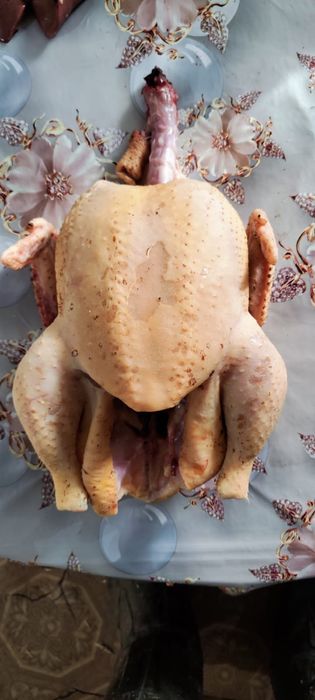 домашняя курочка