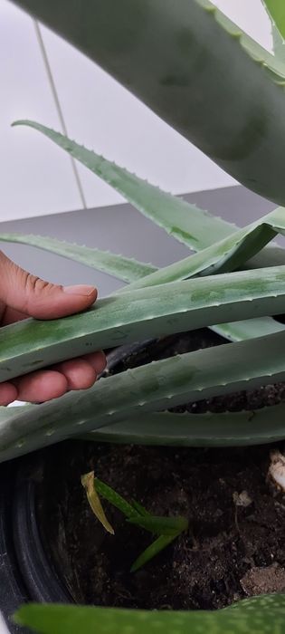 Алое вера для лечения