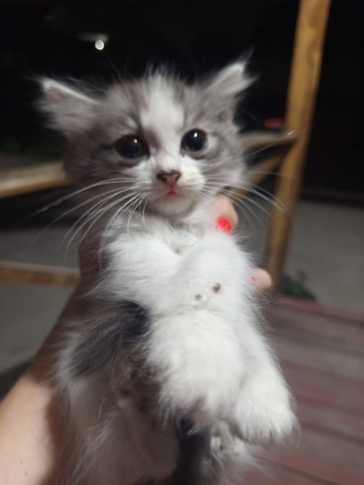 Отдам котят в добрые руки