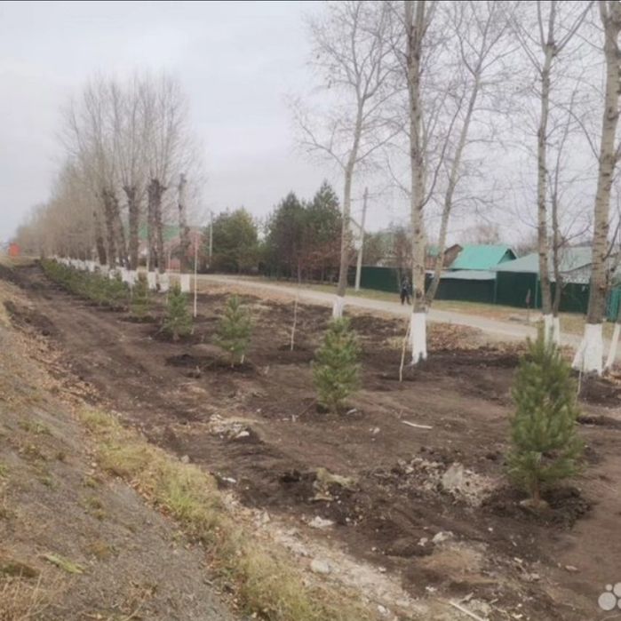Саженцы сосны (местные)