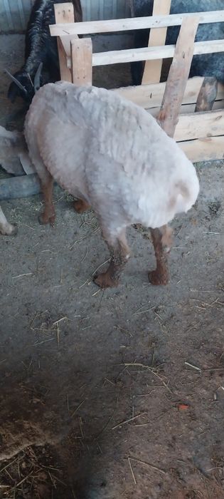 Қой сатылады семіз