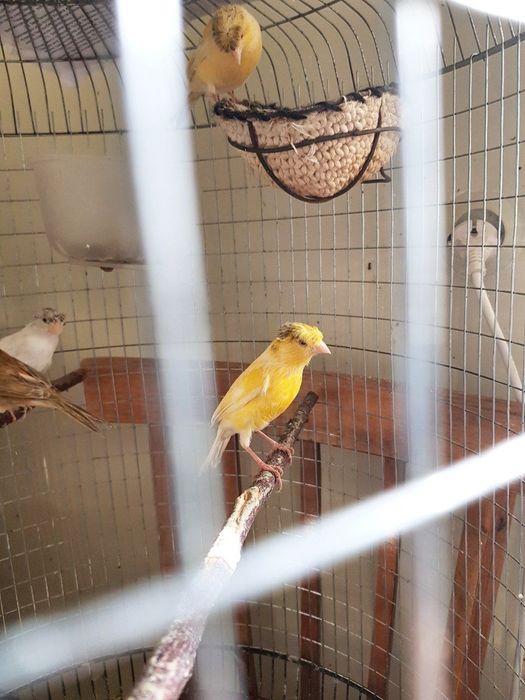 Ок,сарик,коричневый ва бошка рангдаги канарейкалар бор