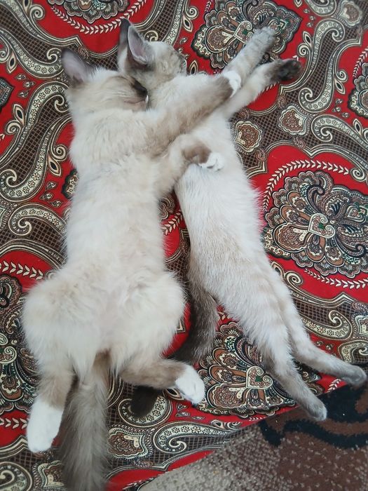 Seksy bolgarlar video