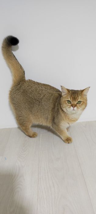 БриТашки ОчаРоваШки