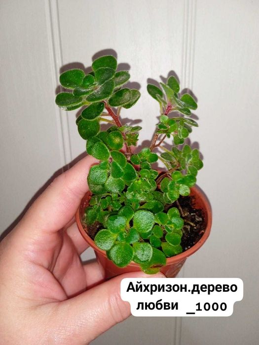 Комнатные растения разного видап
