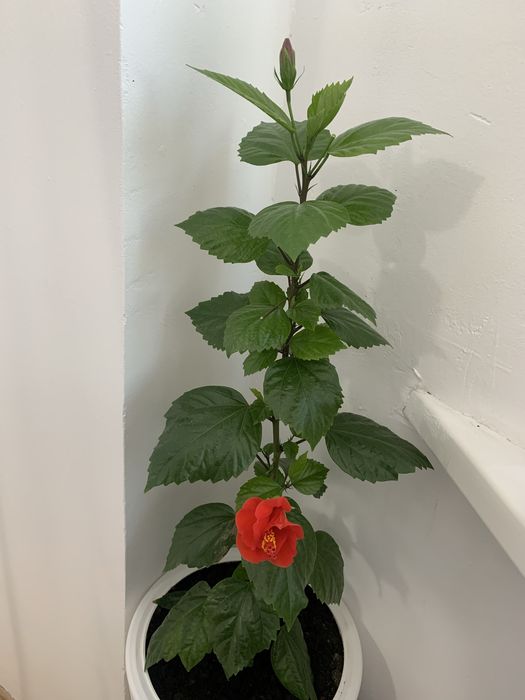 Комнатная растение