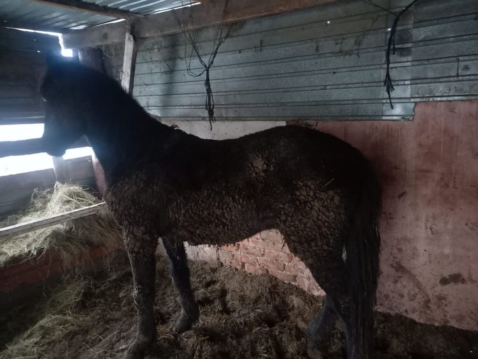 Продам тая на согым