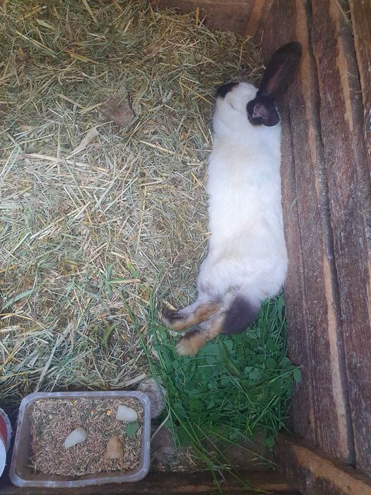 Vand iepuri de talie mare albi si negri, mici si adulti din rasa Urias de Transilvania