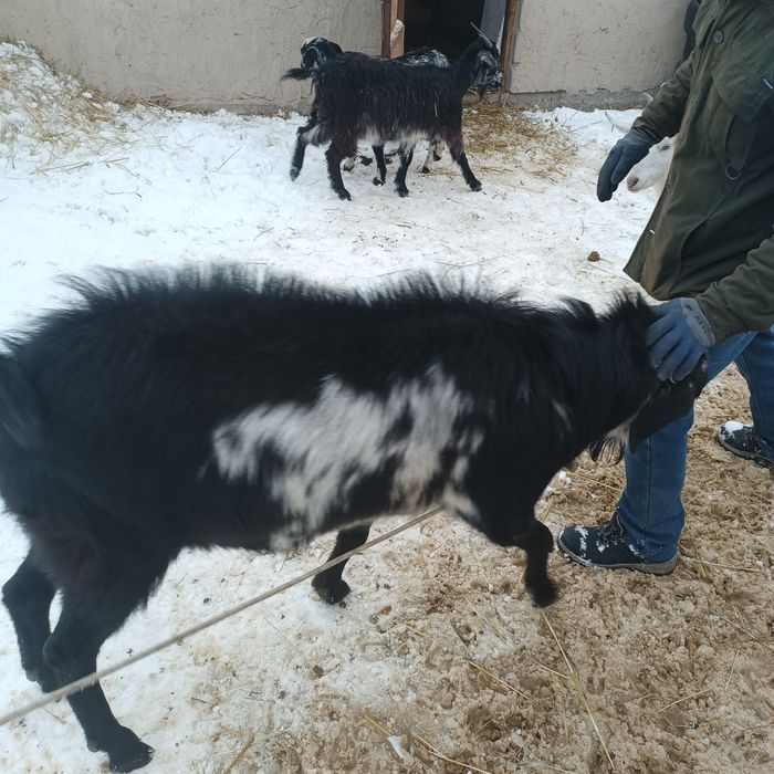 Продам или обмен Козла, Теке.