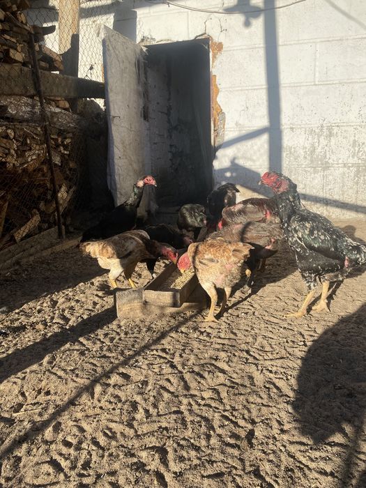 Продам курей даканов даканки