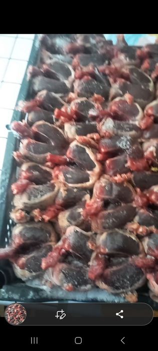 Сизие дикие голуби