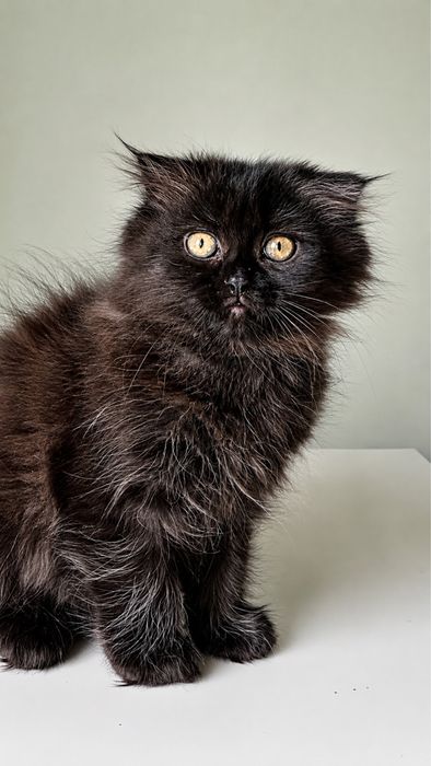 Шотландские котята ищут любящие семьи!