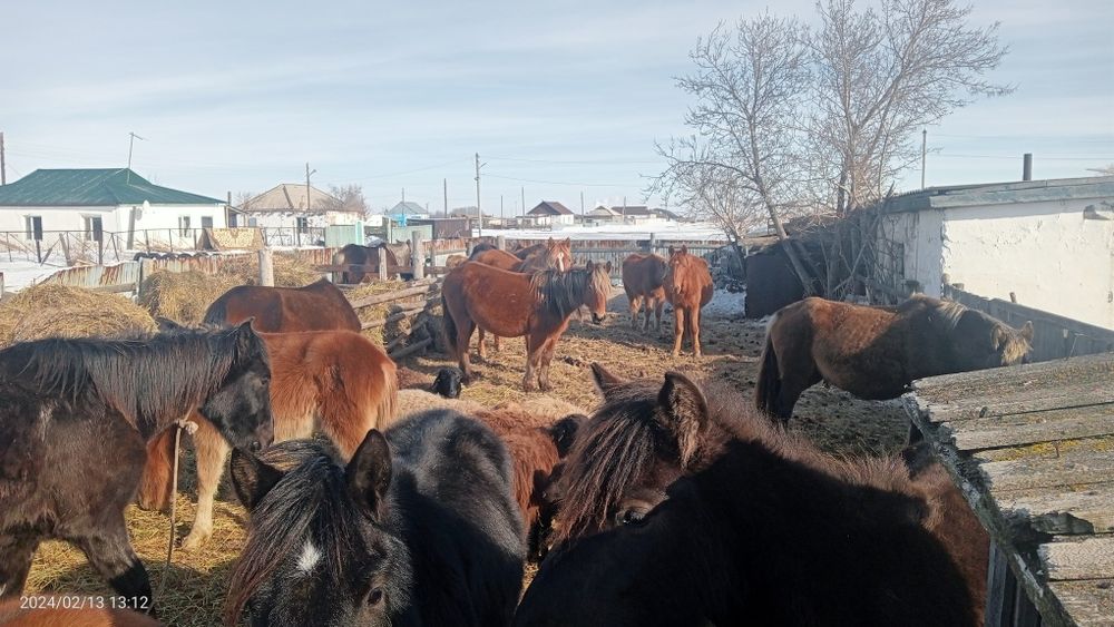 Продам лошодей на разведение