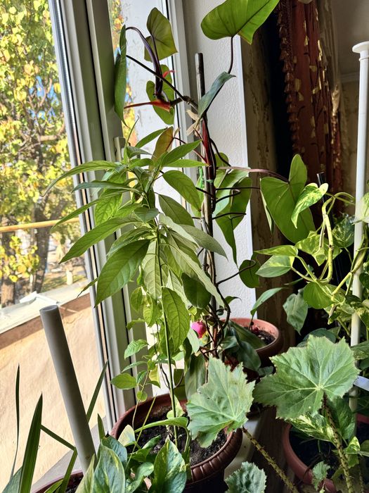 Домашние комнатные цветы