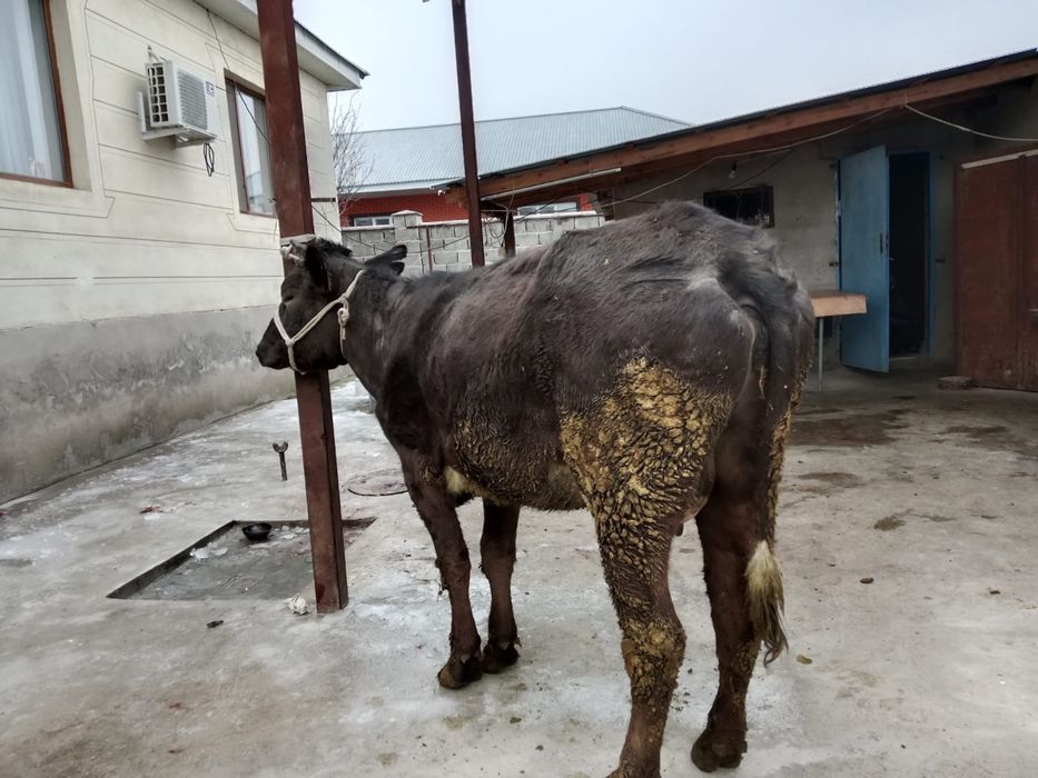 Бузаулы сиыр  сатылады