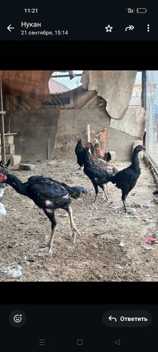 Бойцовский тауык