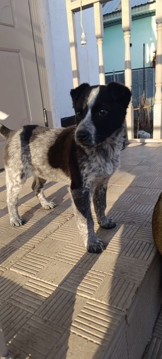 Щенка в добрые руки