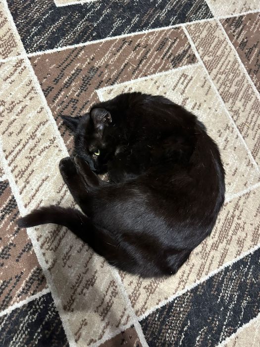 Отдам кошечку в добрейший руки