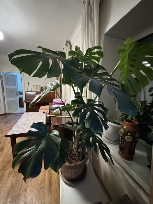 Продаю Монстера высота 1,2 м