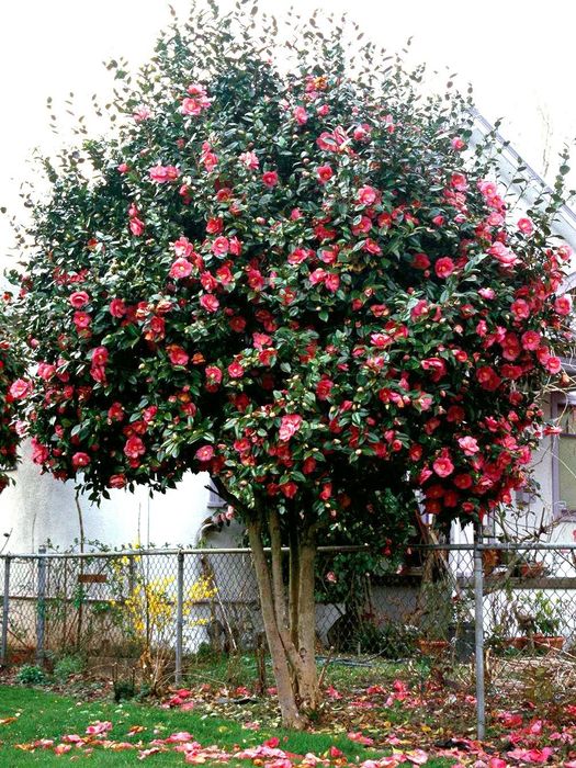 Camelia Japonica