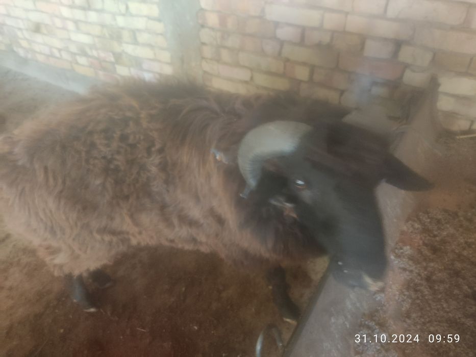 Тагал    сотилади