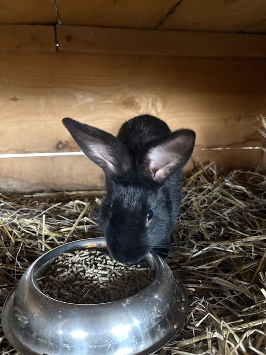 Vand iepure Fluture German