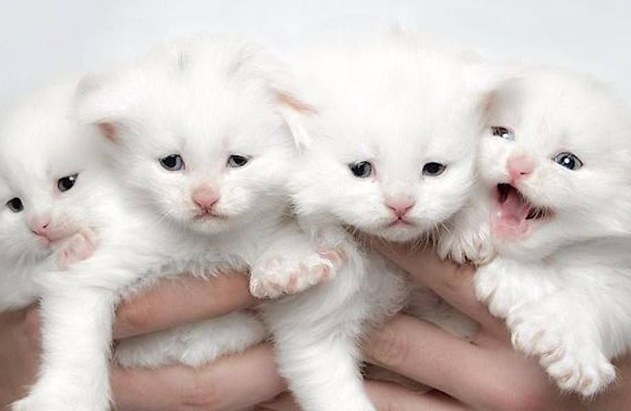 Готовы к брони Белоснежные гиганты