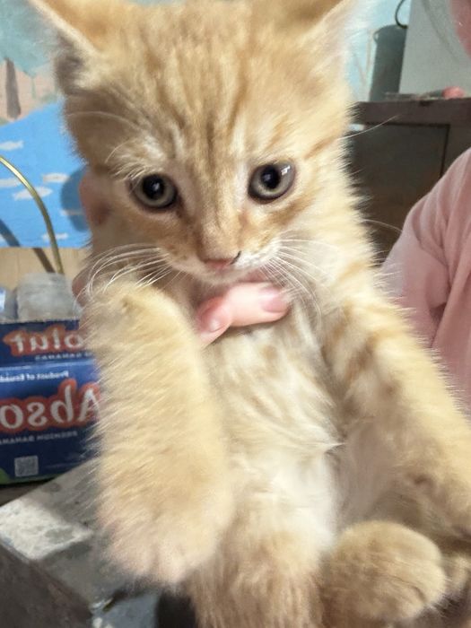 Котята бесплатно