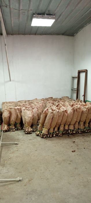 Тюльпаны оптом и розницу