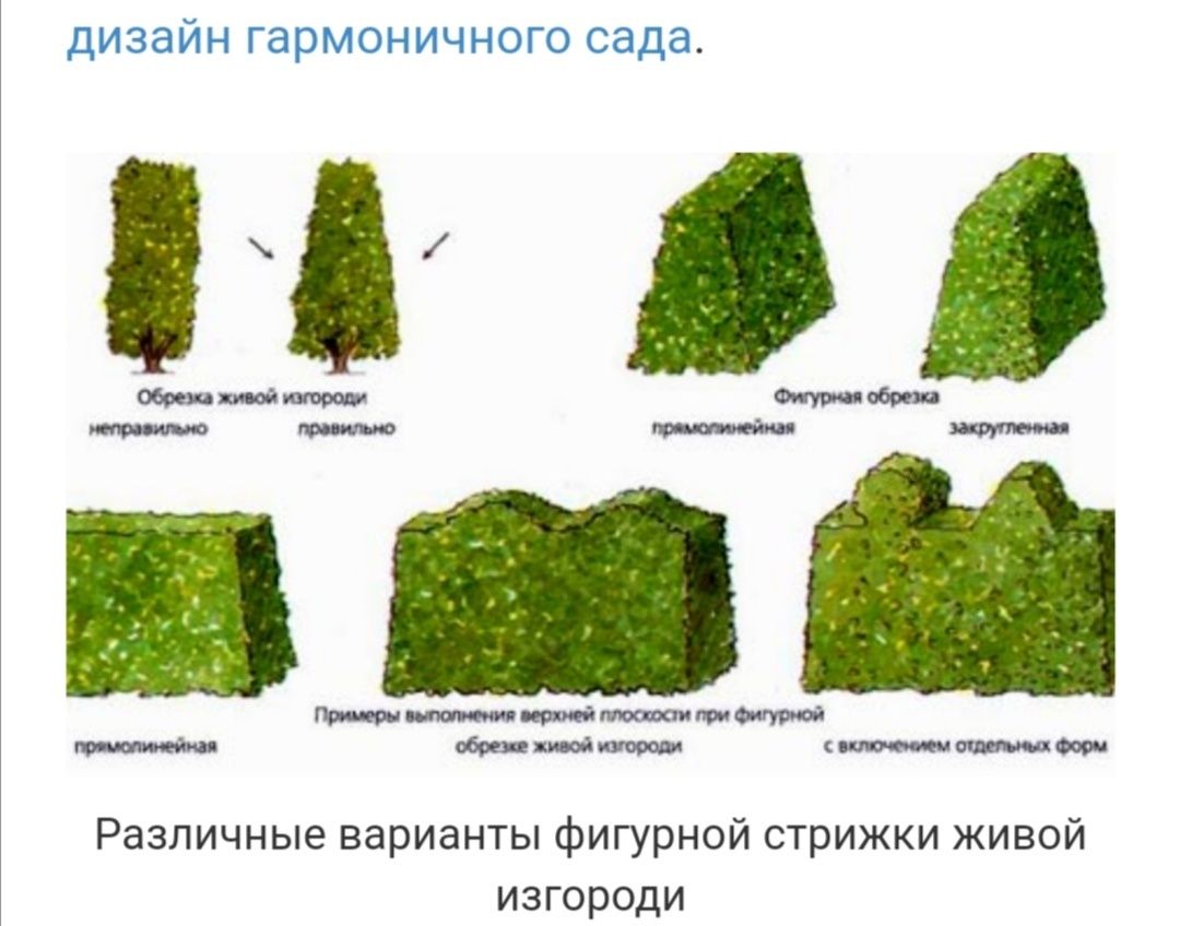 Виды подрезок