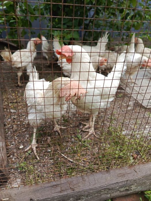 Продам куры Легор