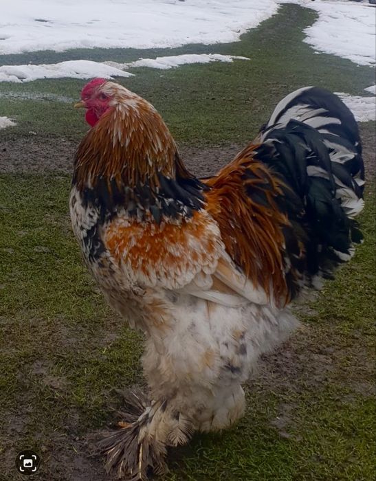 Ouă Brahma Porțelan