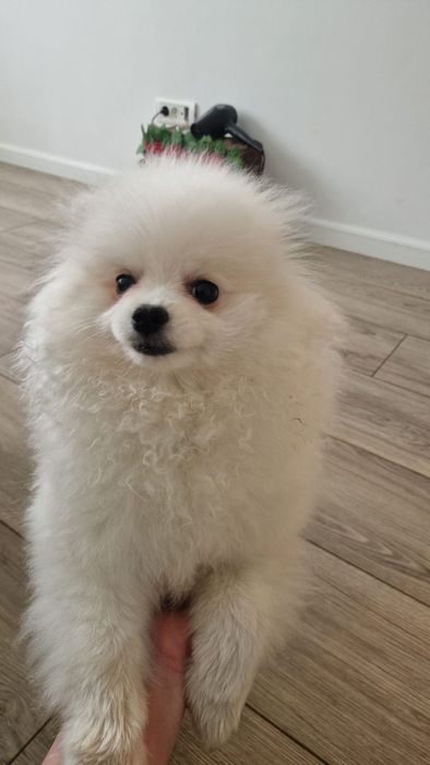 Pomeranian cu certificat de origine  pedigree