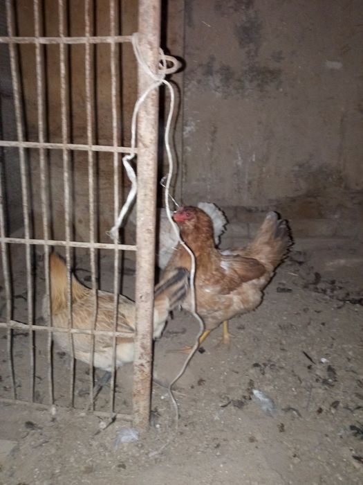 Уй товуклар сотилади нархи 100.000 сум килиштирип берамиз