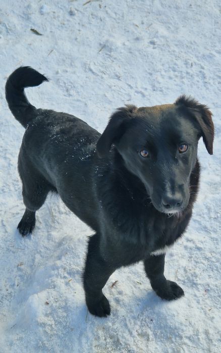 Щенки в поиске дома