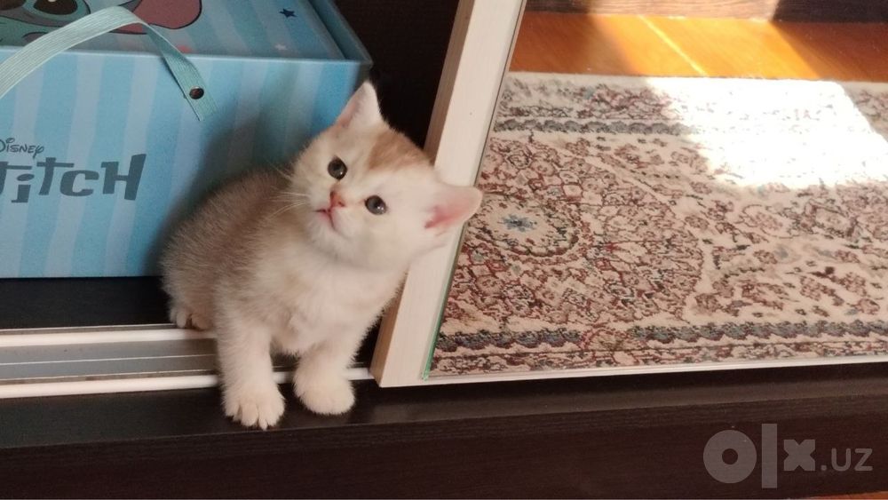 шиншилла котята