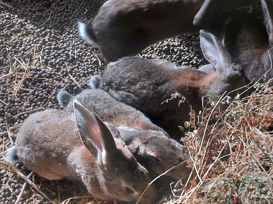 Кролики Фландр-Эндерби